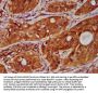 TNFRSF18 Antibody