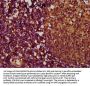 TNFRSF18 Antibody
