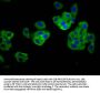 TNFRSF18 Antibody