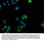 TNFRSF1A Antibody