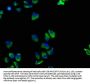TNFRSF1A Antibody