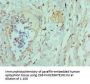 TNFSF12 Antibody
