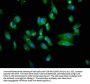 TNFSF12 Antibody