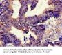 TNIK Antibody