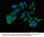 TNIK Antibody