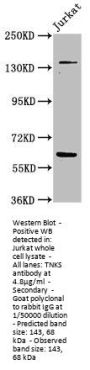 TNKS Antibody