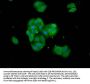 TNKS Antibody
