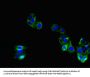 TNMD Antibody