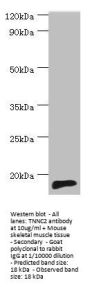 TNNC2 Antibody