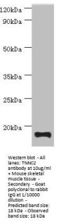 TNNC2 Antibody