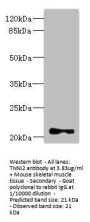 TNNI2 Antibody