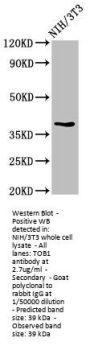 TOB1 Antibody