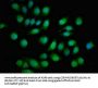 TOB1 Antibody
