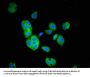 TOM1 Antibody