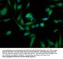 TOM1L1 Antibody