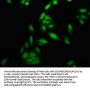 TOP1 Antibody