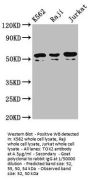 TOX2 Antibody