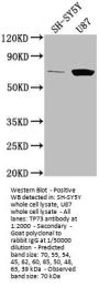 TP73 Antibody