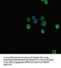 Tph1 Antibody