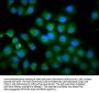 TPK1 Antibody