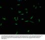 TPP2 Antibody