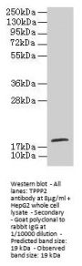 TPPP2 Antibody