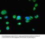 TPPP2 Antibody
