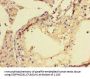 TPPP3 Antibody