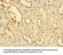 TPPP3 Antibody