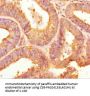 TPST2 Antibody