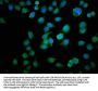 TPT1 Antibody