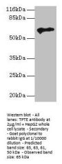 TPTE Antibody