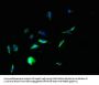TPTE Antibody
