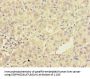 TRAF2 Antibody