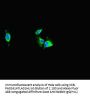 TRAF2 Antibody