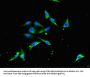 TRAF3 Antibody