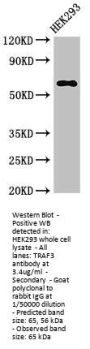 TRAF3 Antibody