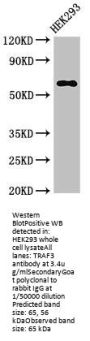 TRAF3 Antibody