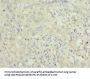 TRAF4 Antibody