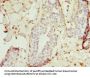 TRAF4 Antibody
