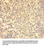 TRAF5 Antibody