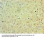 TRAF6 Antibody