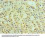 TRAF6 Antibody