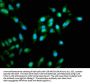 TRAF6 Antibody