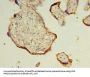 TRAPPC3 Antibody