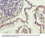 TRBC1 Antibody