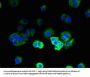 TRBC1 Antibody