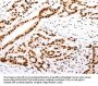 CASP9 Antibody