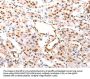 CASP9 Antibody