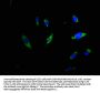 TRDN Antibody